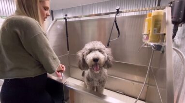 Pet Spa